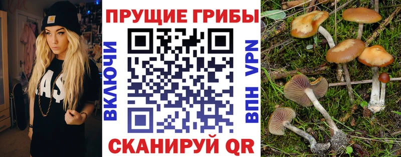 Купить закладки  Курчатов  Псилоцибиновые грибы Cubensis 